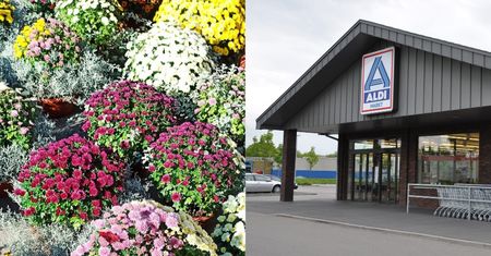 Żywe chryzantemy z rabatem w Aldi. Sztuczne kwiatki 50 proc. taniej