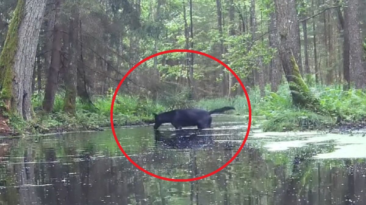 Czarne wilki w Polsce.