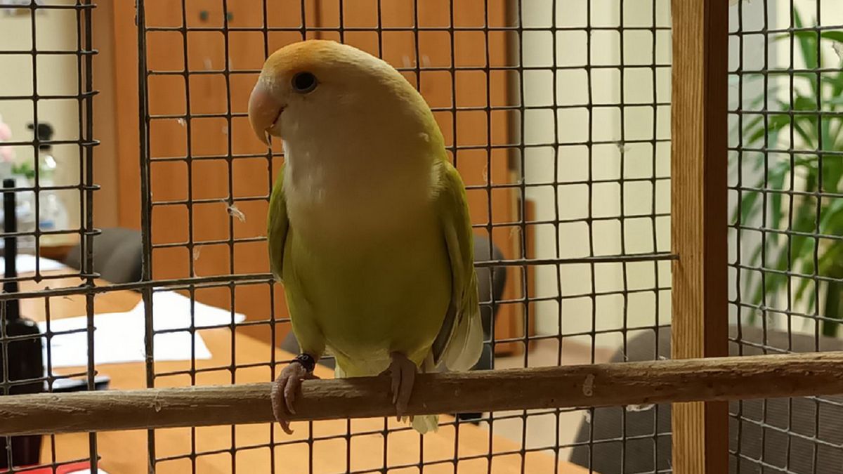 Papużka została uratowana przez ekopatrol.