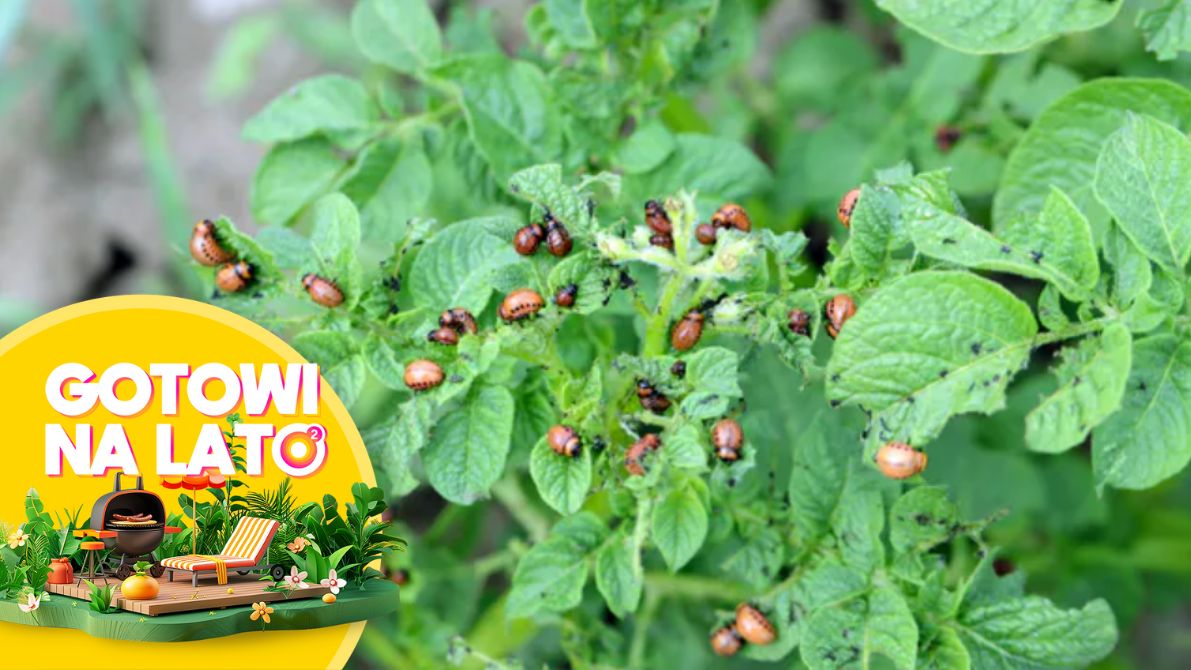 Walka ze stonką ziemniaczaną potrafi być uciążliwa