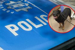 Właściciel nie żył. Policja interweniowała i uratowała psa