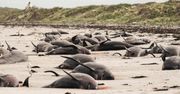Urzędnicy Nowej Zelandii biją na alarm. 100 martwych delfinów na plaży