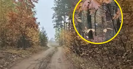 Nagrali to leśnicy. Niesamowite, co wyszło z lasu