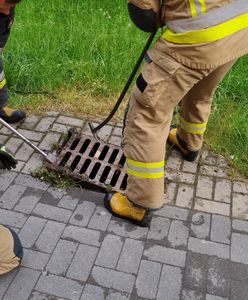 Lublin. Dzięki mieszkańcom i strażakom kawka została uwolniona