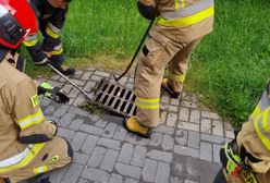 Lublin. Dzięki mieszkańcom i strażakom kawka została uwolniona