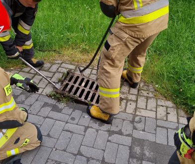 Lublin. Dzięki mieszkańcom i strażakom kawka została uwolniona