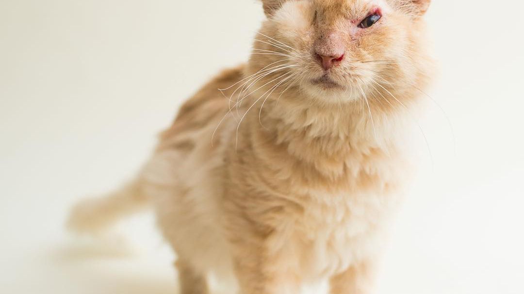 Dzięki tym zdjęciom ślepe kotki znalazły nowy dom 1