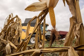 Węgierscy rolnicy rozważają porzucenie pól na południu kraju. Powodem susza