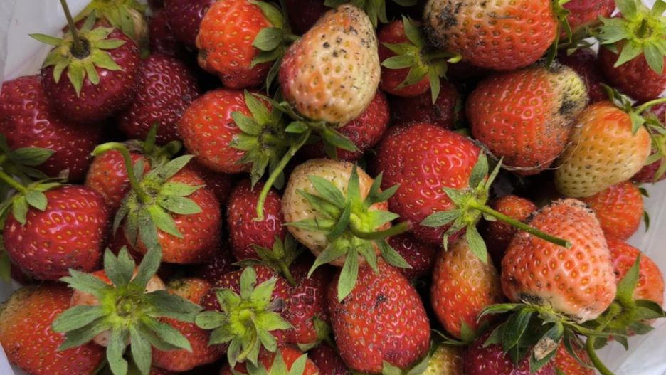Sezon na truskawki powoli dobiega końca