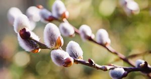 Która odpowiedź jest prawidłowa?