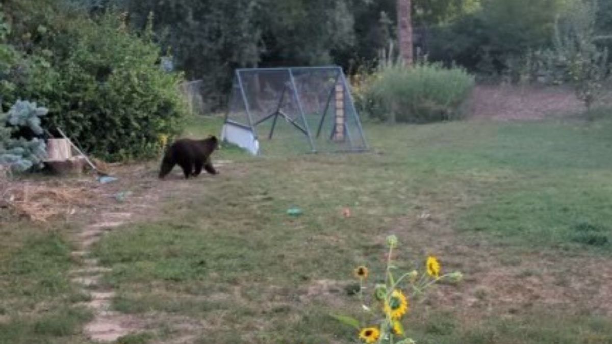 Niedźwiedź wtargnął do szkoły