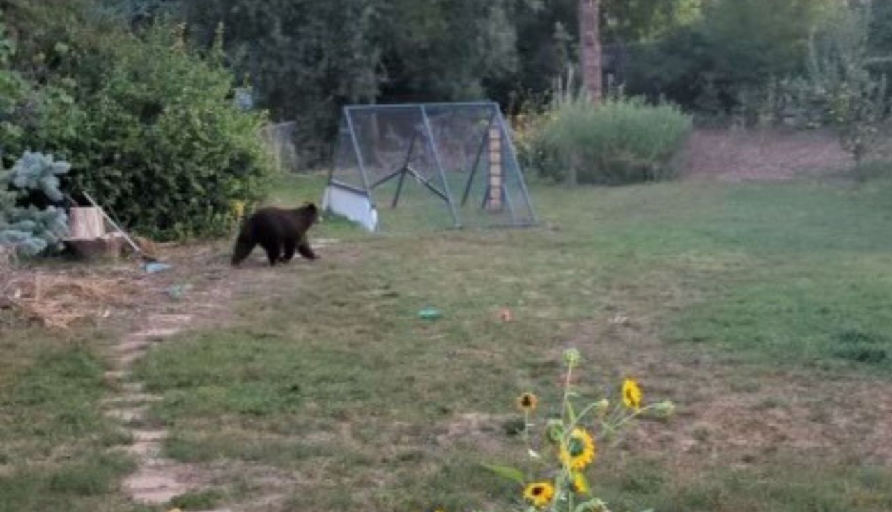 A bear broke into the school