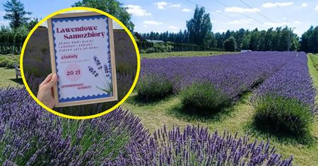 Zapraszają na samozbiory. 20 zł płatne przed zbiorami