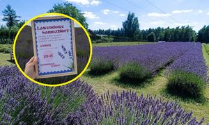 Zapraszają na samozbiory. 20 zł płatne przed zbiorami