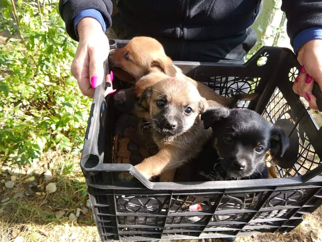 Na lotnisku w Pile znaleziono cztery szczeniaki