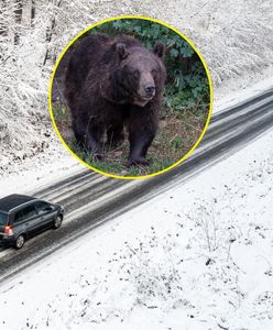 Jaka będzie zima? "To widać po niedźwiedziach"