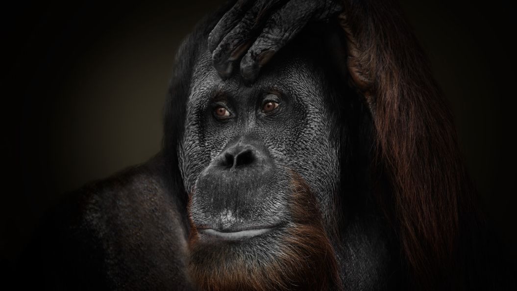 Ludzkie imiona i ludzkie portrety... zwierząt 1