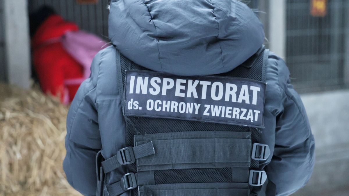 Schronisko/ zdj. ilustracyjne