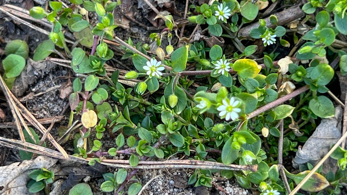 Naturalne wsparcie z łąki