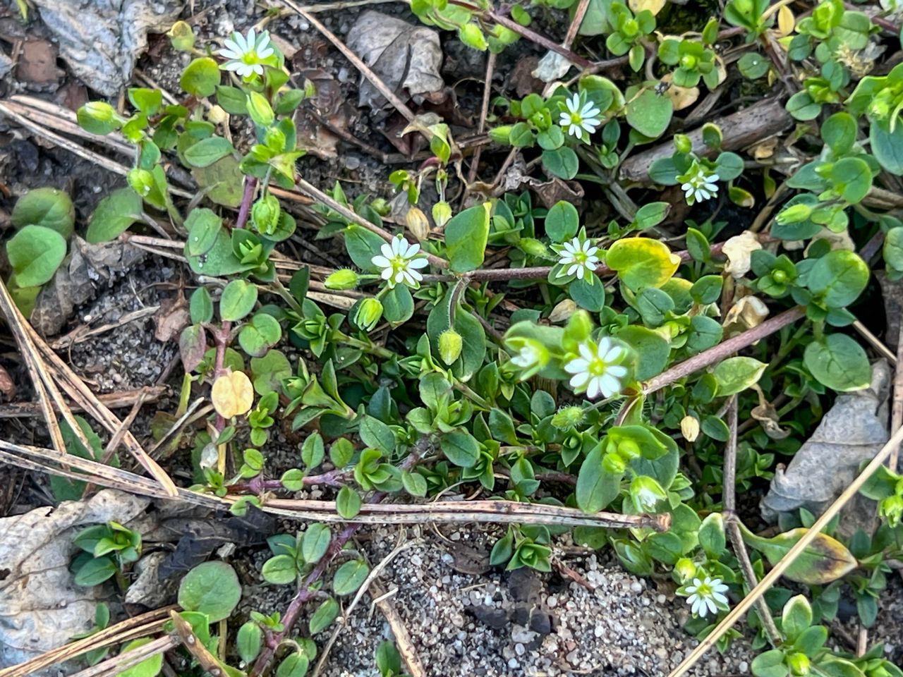 Niepozorna roślina uznawana za chwast. Zaskakuje właściwościami i zastosowaniem