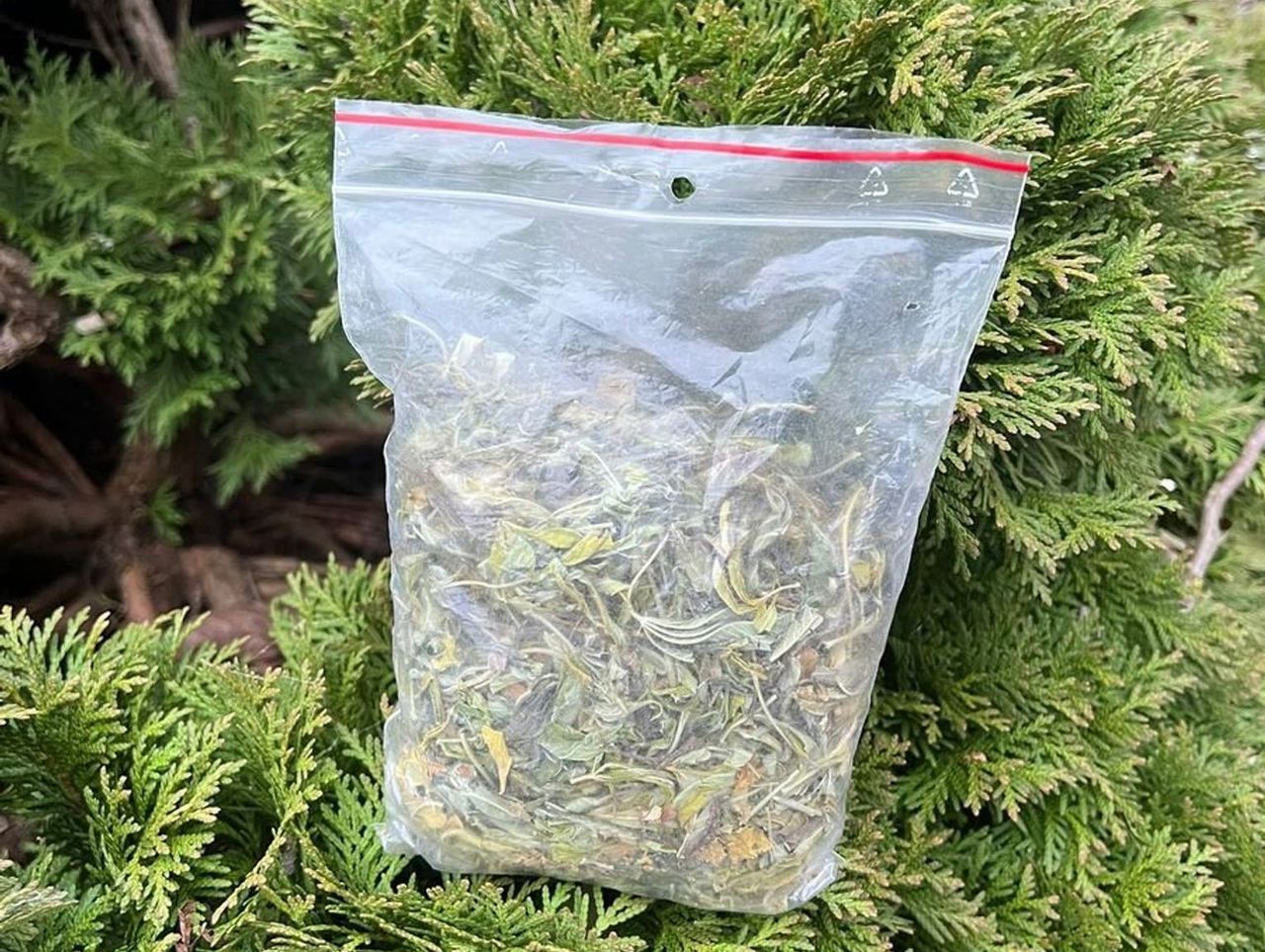 Sandomierz: Zioło w tujach. Myślał, że tam nikt nie będzie szukał