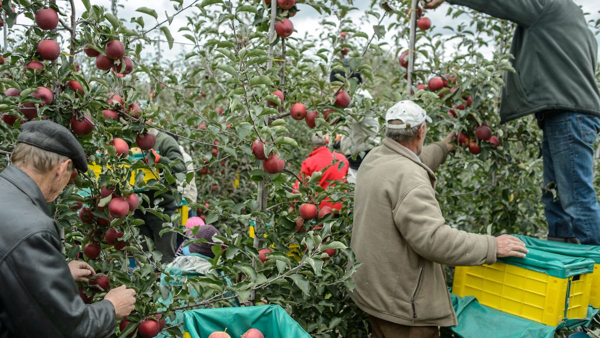 Zbi�r jab�ek
Wojciech Pacewicz
dekosta, dorywcza, jab�ka, jab�ko, odmiana jab�ek, owoc, owoce, praca, rolnictwo, rolnicy, rolnik, sad, sadownictwo, sadownicy, sezonowa, turystyka, uprawa, w rolnictwie, zatrudnienie