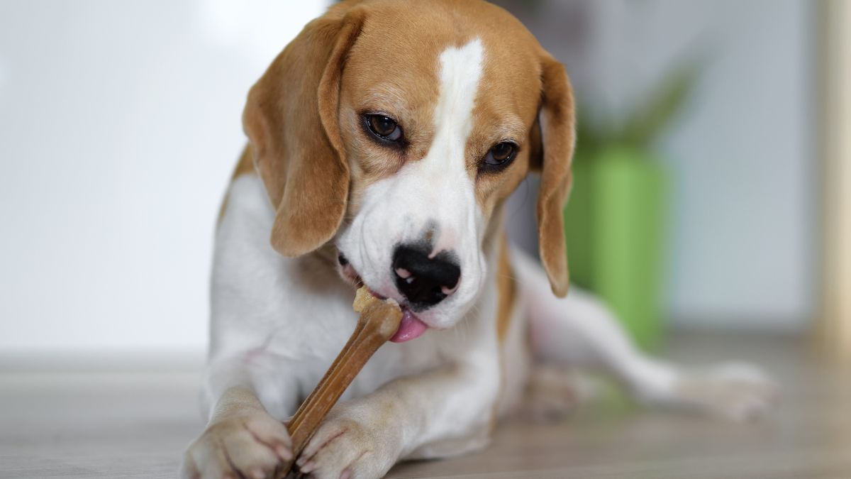 Weterynarze ostrzegają przed tym przysmakiem / zdjęcie poglądowe