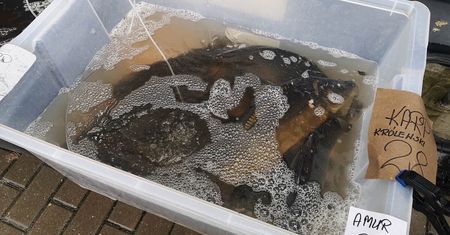 Gdzie w Lublinie kupić karpia? Oto miejsca, gdzie sprzedają świeże karpie