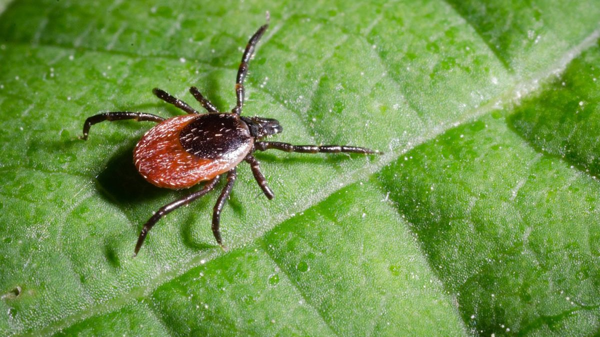 Dwa warzywa, które skutecznie odstraszają kleszcze. Niestety wciąż niewielu o tym wie