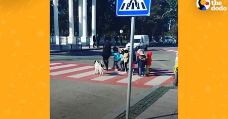 Pies przeprowadza dzieci. Nagranie kundelka z Batumi podbija internet i serca