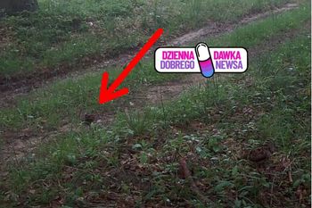 Większość nigdy nie zobaczy. Ale niespodzianka w lesie. Wytężcie wzrok