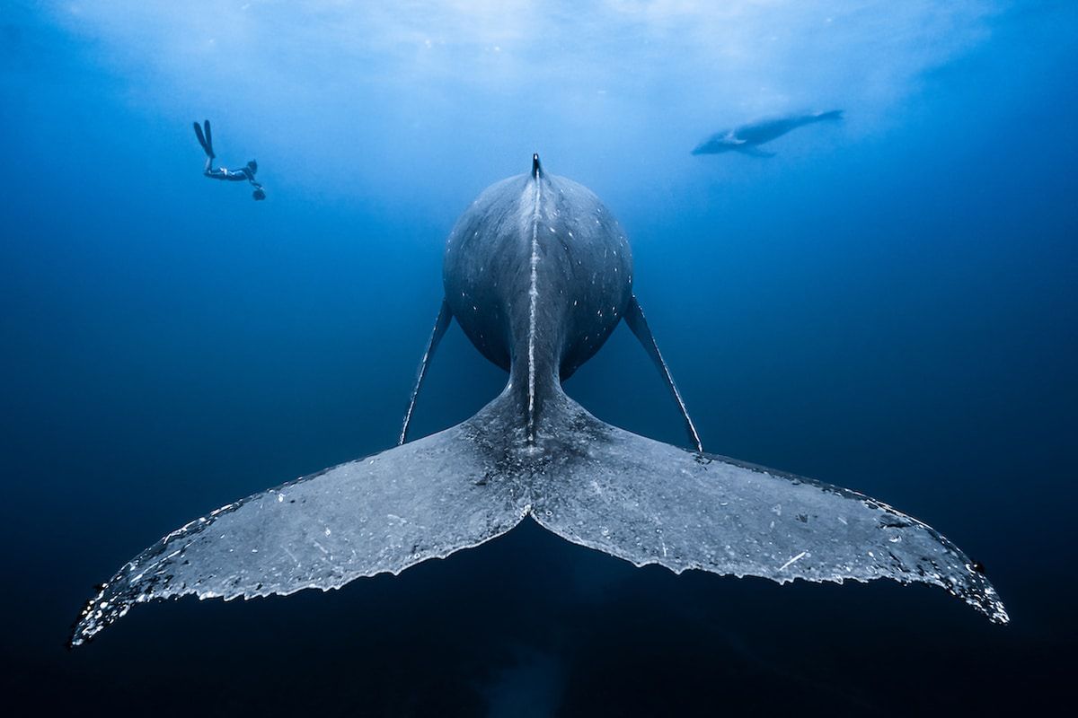 Piękne stworzenia z morskich głębin w konkursie Ocean Art Underwater 3