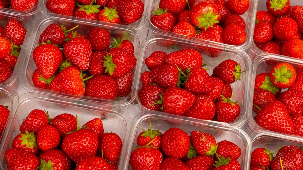Takie omijaj z daleka. To znak, że truskawki zawierają groźne toksyny