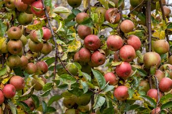 Środek listopada, a jabłka wciąż na drzewach. "Przetrzymywanie mija się z celem"