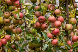 Środek listopada, a jabłka wciąż na drzewach. "Przetrzymywanie mija się z celem"