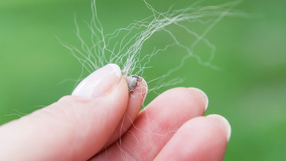 Kleszcze stanowią zagrożenie dla ludzi i zwierząt 