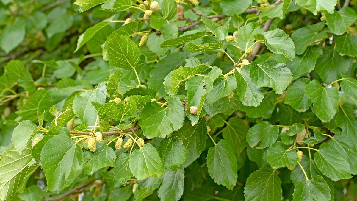 abstract, adana, agricultural, aladag, aroma, background, beautiful, berries, berry, biology, black, botany, branch, closeup, cultivation, cultivation tradition, deciduous, edible, environment, flora, foliage, folk medicine, food, fresh, fresh consumption, fruiting trees, fruits, garden, green, greenery, healthy, horticulture, juicy, leafs, leaves, morus alba, mulberry, nature, spring, tree, white, white mulberries