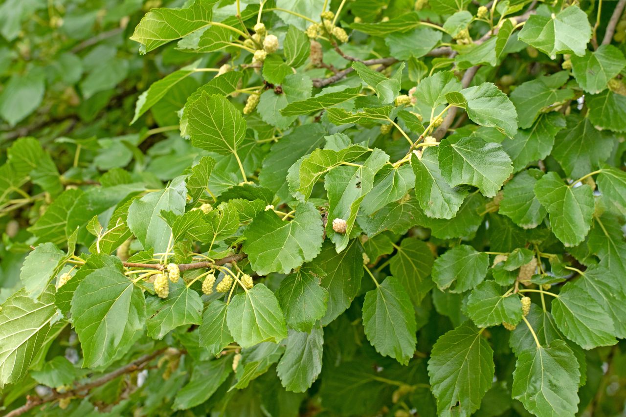 Curb sweet cravings naturally with white mulberry tea