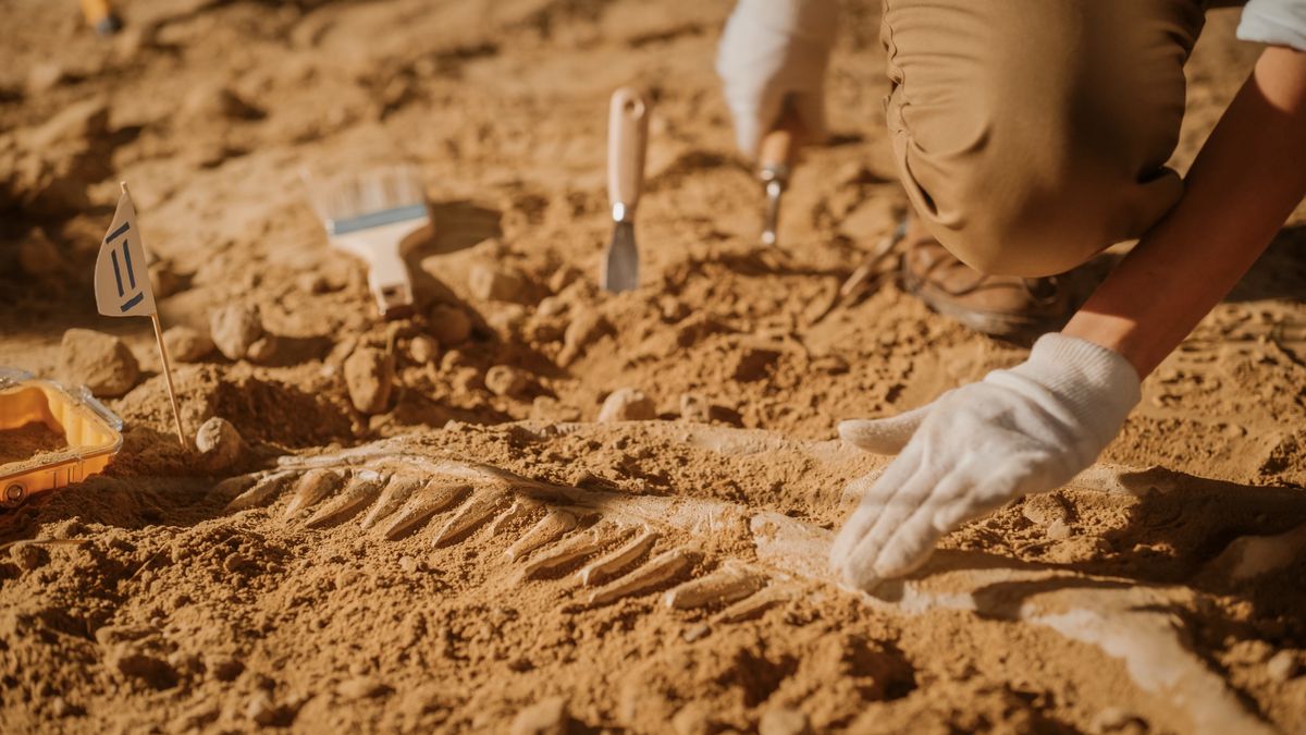 Paleontolodzy odkryli szczątki sprzed 85 mln lat
