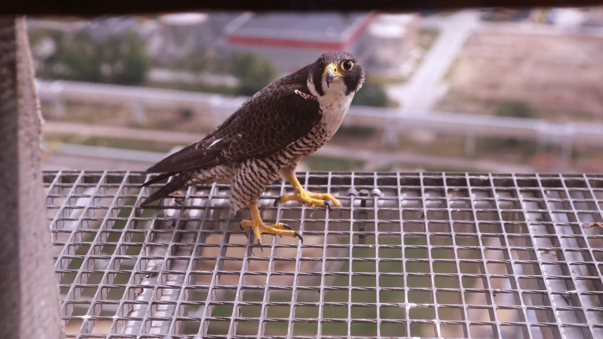Sokoły wędrowne odradzają się w Polsce.