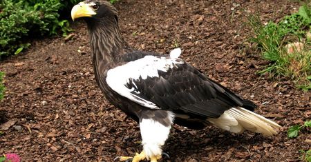 Fundacja ORLEN inwestuje w ochronę ptaków szponiastych: trzy ogrody zoologiczne z jedną, spójną strategią