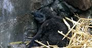 Wielki dzień w gdańskim zoo. Na świat przyszły "szarobure puchate kulki"