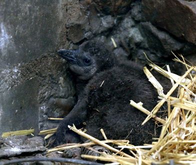 Wielki dzień w gdańskim zoo. Na świat przyszły "szarobure puchate kulki"