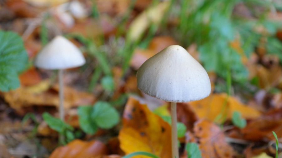 Psylocybina to psychoaktywny związek znajdujący się w niektórych grzybach