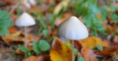Australia zatwierdziła terapie z użyciem ecstasy i psylocybiny
