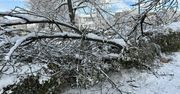 Tarnów: Mnóstwo połamanych drzew. Duże zniszczenia w miejskich parkach