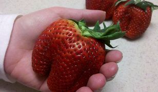 Gigantyczne truskawki hitem sprzedaży. Za jedną trzeba płacić 30 złotych!