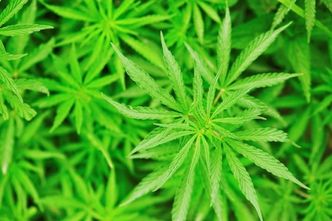 Walka z uzależnieniem. Straszenie utratą zdrowia nie pomaga wyjść z nałogu