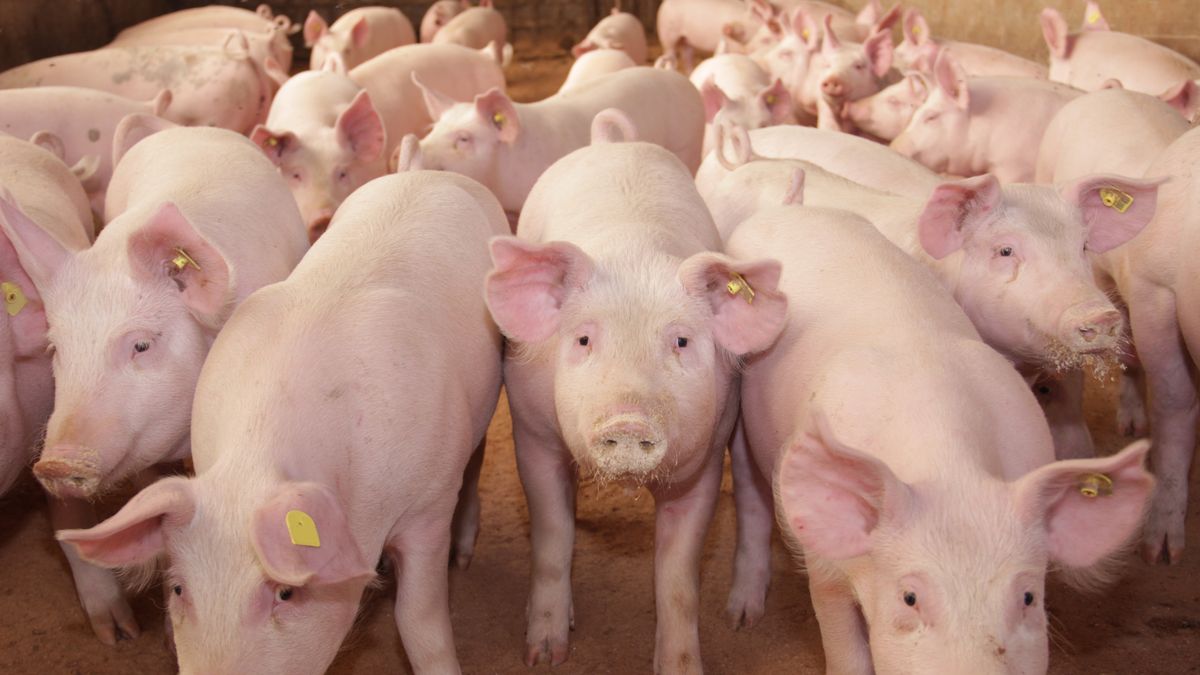 Wyższe dopłaty dla hodowców świń mają związek z ASF. 