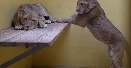 Kolejne lwy dotarły do poznańskiego zoo. "Są w dobrym stanie"